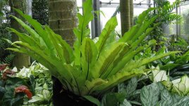 Асплениум – тропическа свежест