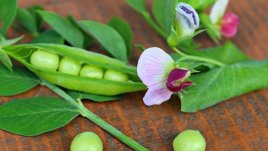 10 ползи от консумацията на грах