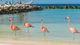Остров Аруба – рай с бели пясъци и фламинги