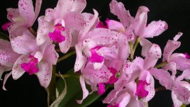 Катлея – нежна, ранима и трудна за отглеждане