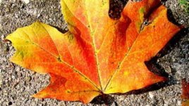 Предложения за почивните дни – 3 и 4 декември