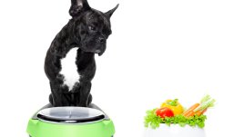 Как да помогнем на домашния любимец да отслабне?