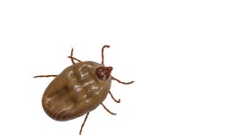 Кърлежи – как да се предпазим от тях? 