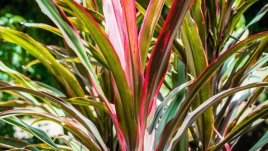 Кордилине – лесно за отглеждане 