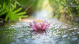 5 дзен принципа, които ще преобърнат живота ви 