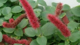 Акалифа или котешка опашка