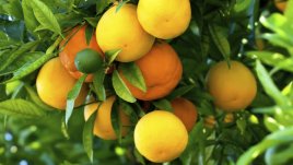 3 важни неща, които да обмислим, преди да засадим овошка