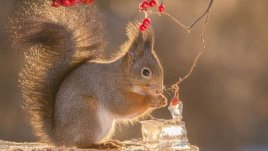 В приказния свят на катеричките (галерия)