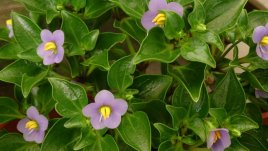 Екзакум – бухнал храст с лилави цветове