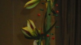 Секретарката обича цветя, увити в джинси