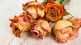 Най-добрият начин да изсушите цветята си