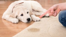 Как да премахнете петна и миризма от урина от килим