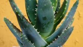 Какво лекува алое вера?