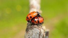 Редовен секс – по-добър живот