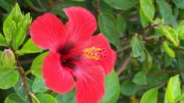 Цъфти ли през зимата китайската роза?