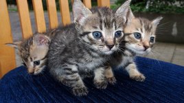 Котка под наем – реален бизнес в социалната мрежа