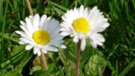 Съветите на баба: Изневяра