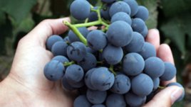 Манджа с грозде