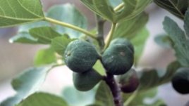 Сладко от зелени смокини