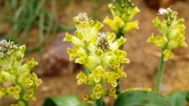 Лахеналия – нежен пламък от Южна Африка