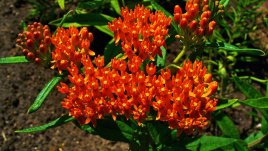 Асклепиас – обожава всичко по много!