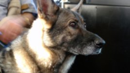 Вече може с куче в автобуса