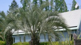 Бутия – елегантна палма