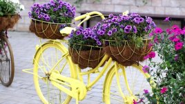 Мисъл на деня за... чудесата край нас