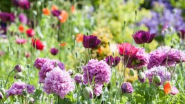 Кой празнува на Благовещение