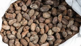 Масло от бакури за мека и красива кожа