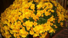 Есенна украса на дома – пъстра и непретенциозна