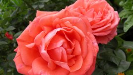 Да приготвим розите за зимен сън