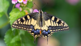 Поверия за празника Пеперуда