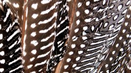 Маникюр с пера