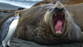Знаете ли, че... тюлените обичат да правят секс с пингвини? 