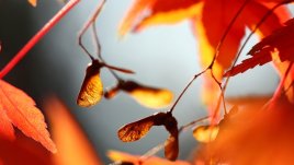 Започна новият ни хайку конкурс „С дъх на есен и любов“!