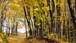 Любов посред есен