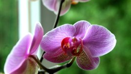 Растения, които носят любов и късмет в дома