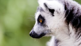 Видео на седмицата: Най-симпатичното лемурче