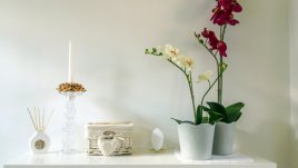 Фъншуй растения за любов, късмет, успех, пари