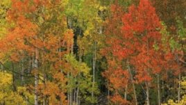 Есенна поезия