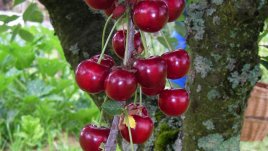 Как да избираме череши за ядене?