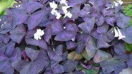 Червената детелина – букет в саксия