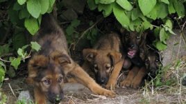 ЕС ще забрани избиването на бездомните кучета