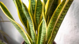 Сансевиера или още индийски меч 