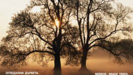 Бонзай, икебана и хайку за дните на японската култура