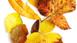 Тази прекрасница