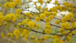 Вечно свежи есенни клонки във вазата