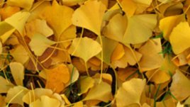 Есента и аз