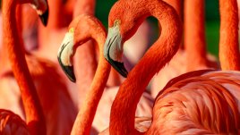 Знаете ли, че... има 6 вида фламинго?